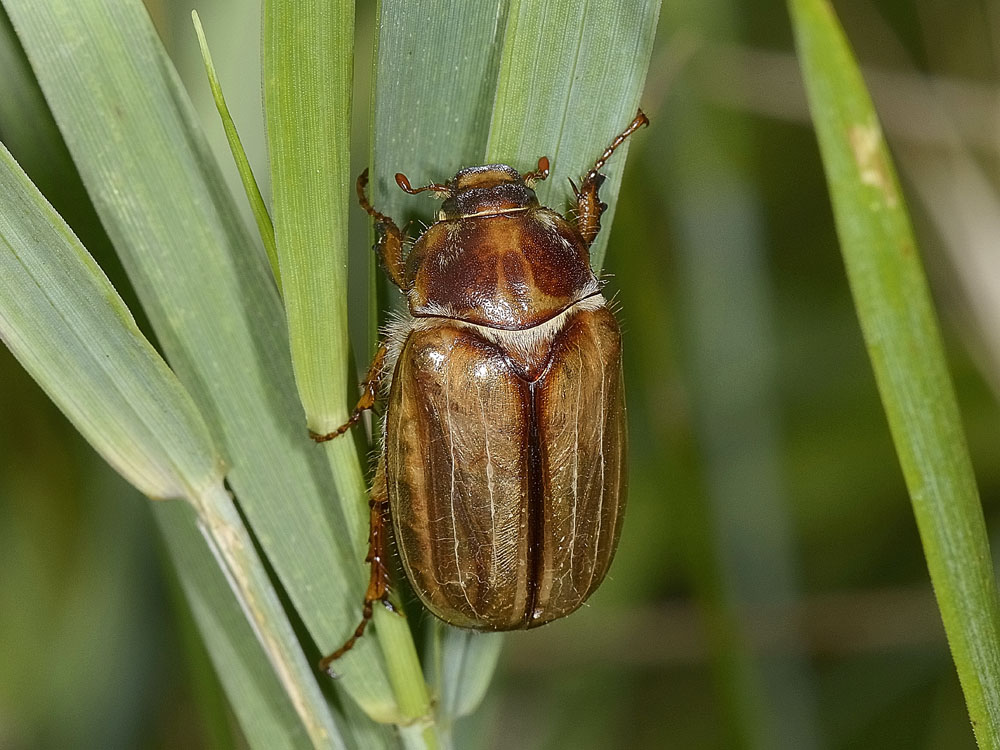 Amphimallon solstitiale?